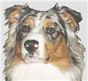 Pattern, Australian Shepherd 2 by White Willow Stitching