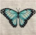 Common Morpho