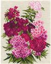 Sweet William