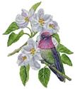 Anna's Blossom
