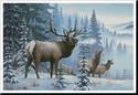 Winter Elk