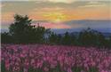 Pattern, Fireweed Field by Artecy Cross Stitch