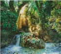 Forest Sanctuary