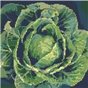 Pattern, Glorious Cabbage by Kooler Design Studio