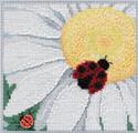 Ladybug on Daisy
