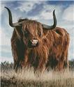 Highland Bull - Crop