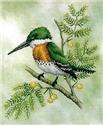 Green Kingfisher