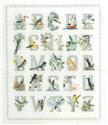 Alphabirds