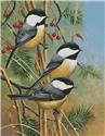 Chickadees
