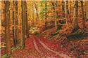 Mini Autumn Path