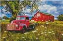 Old Red in the Wild Flowers