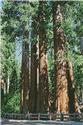 Pattern, Redwood Trees by Artecy Cross Stitch