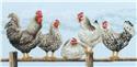 Kit, Black & White Hens by Dimensions