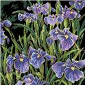 Pattern, Irises by Kooler Design Studio