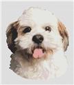 Moppy - Shih Tzu
