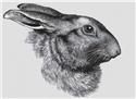 Pattern, Rabbit Portrait by White Willow Stitching
