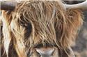 Scottish Highland Cow