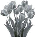 Pattern, Black and White Tulips by Artecy Cross Stitch
