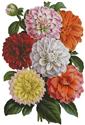 Dahlias Print