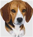 Beagle - Portrait (Tri)