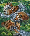 Tigers in Water