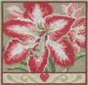 Amaryllis