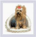 Kit, Yorkshire Terrier by Riolis