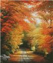 Autumn in New England - Large