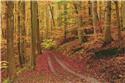 Pattern, Autumn Path - Large by Artecy Cross Stitch