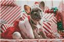 Pattern, Christmas Puppy by Artecy Cross Stitch