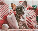 Pattern, Christmas Puppy - Crop by Artecy Cross Stitch