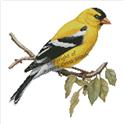Pattern, American Goldfinch on a Branch by Artecy Cross Stitch