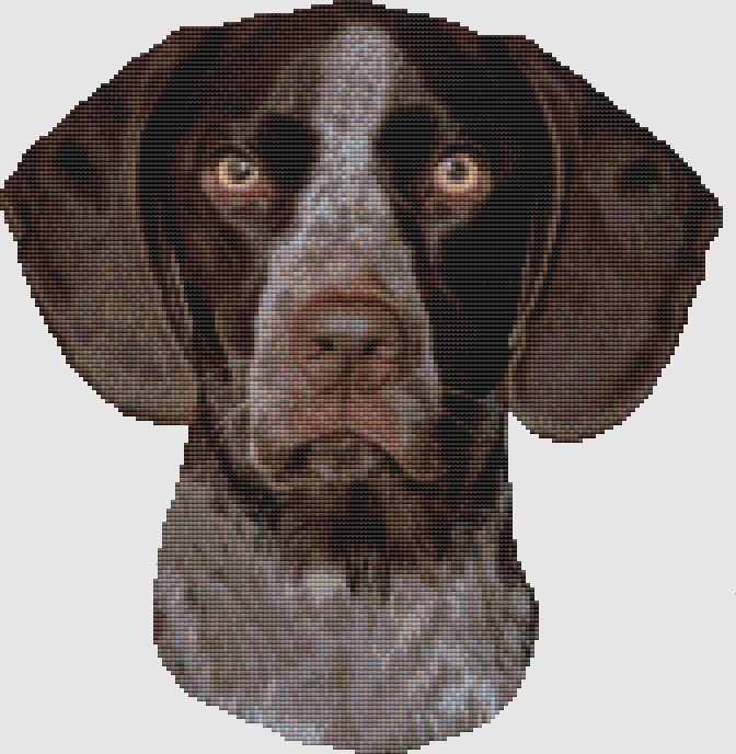 "German Shorthair Pointer - Portrait"