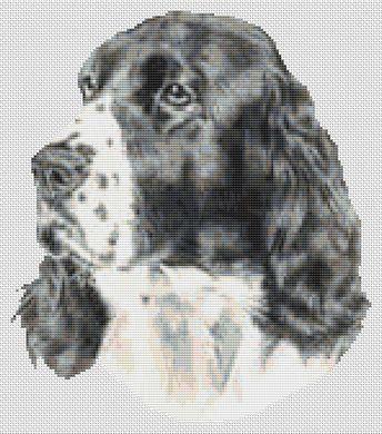 black and white springer