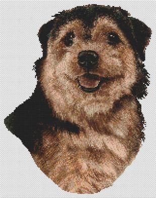 Norfolk Terrier Black And Tan By White Willow Stitching Norfolk Terrier Black And Tan By White Willow Stitching