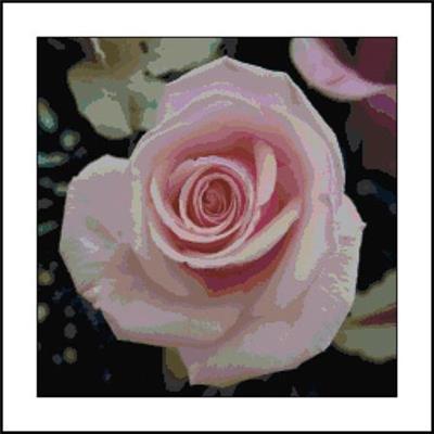 Pink Rose Color Chart