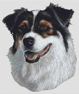 Pattern white australian shepherd hotsell