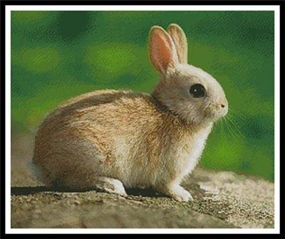 Little Rabbit