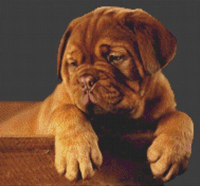 Dogue De Bordeaux Size Chart