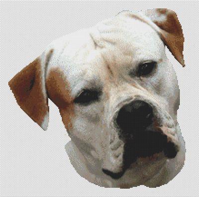 American Bulldog Color Chart