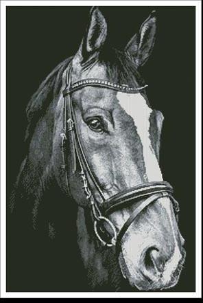 Horse Close Up 2 Black And White