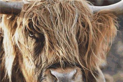 "Scottish Highland Cow" | Cross Stitch Pattern
