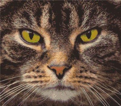 tabbyページ GENETICS OF TAQPEP (TABBY PATTERN DEVELOPMENT)